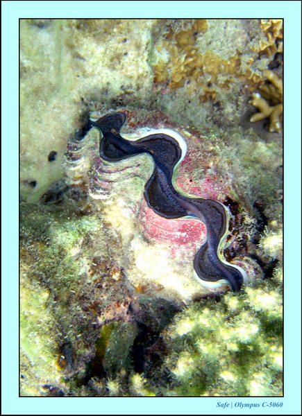 2005 - 08 - Perhentian  - 049.JPG